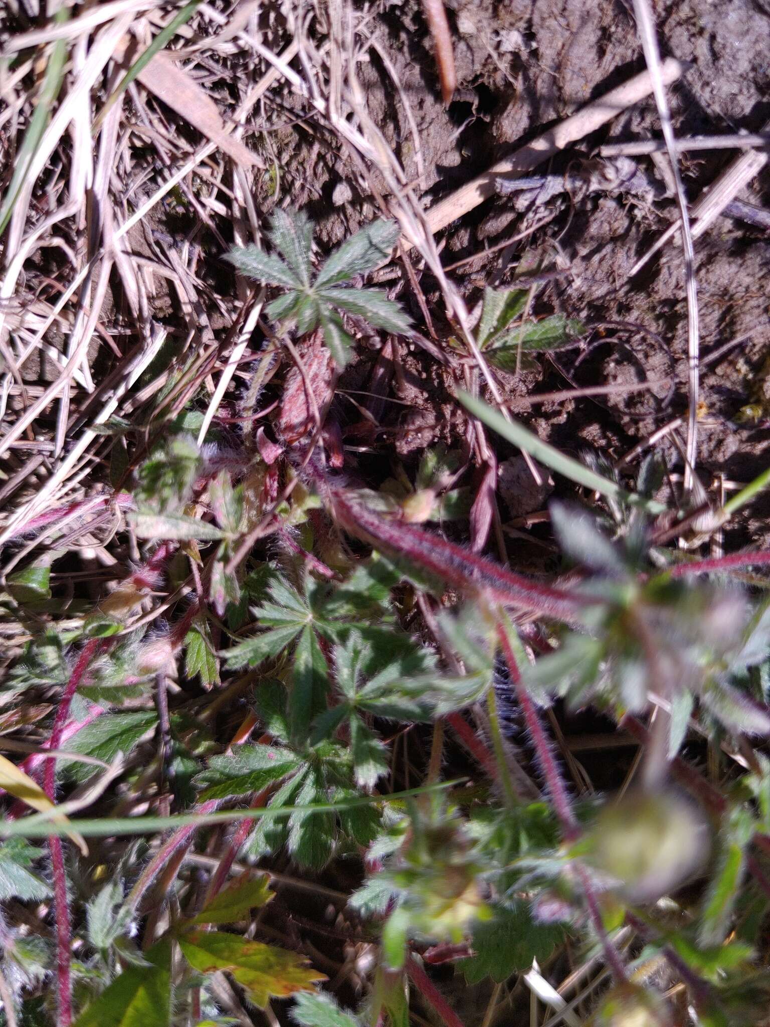 Image of Potentilla heptaphylla L.