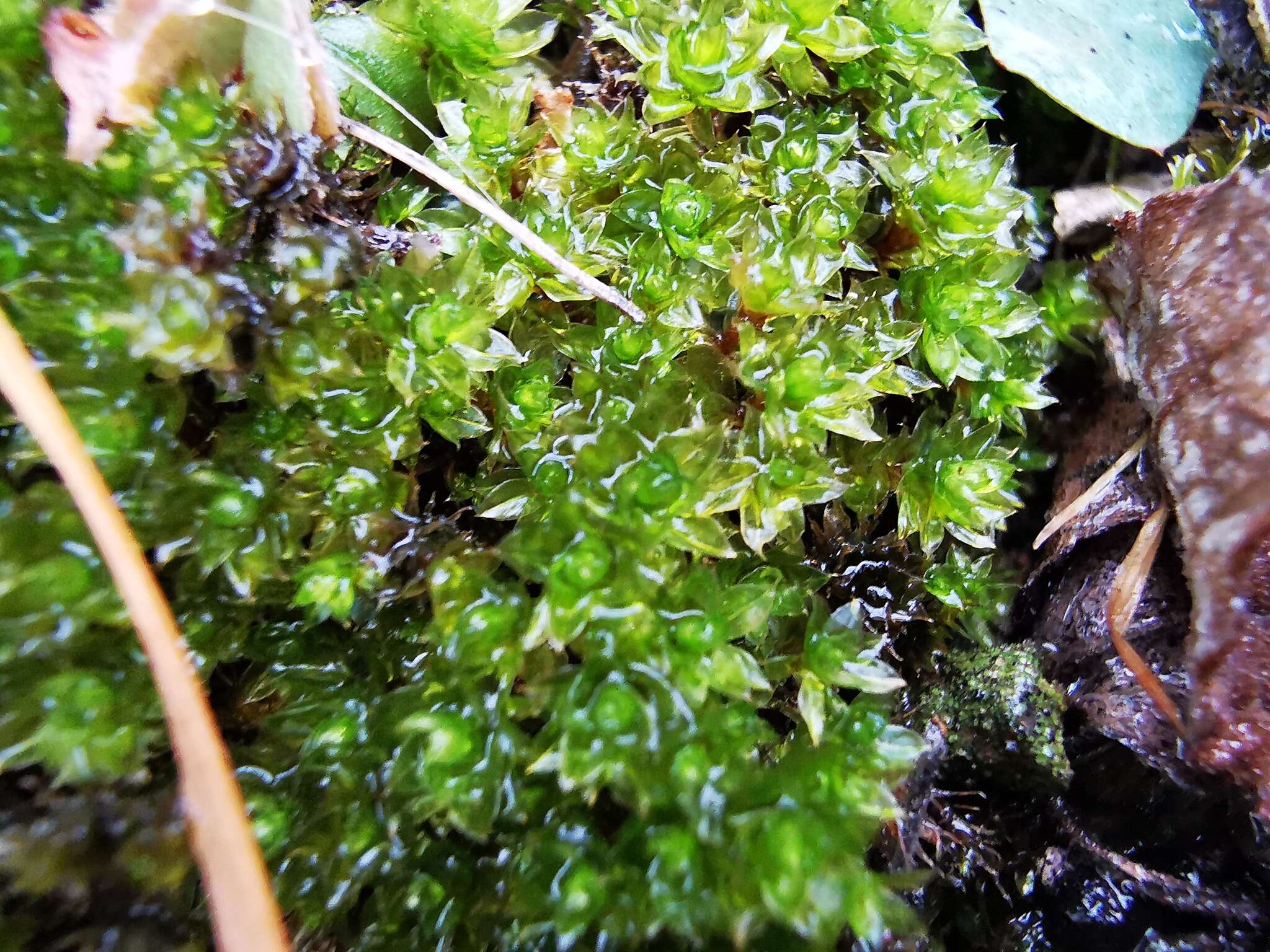 Image of Blytt's calcareous moss