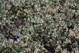 Image of hoary manzanita