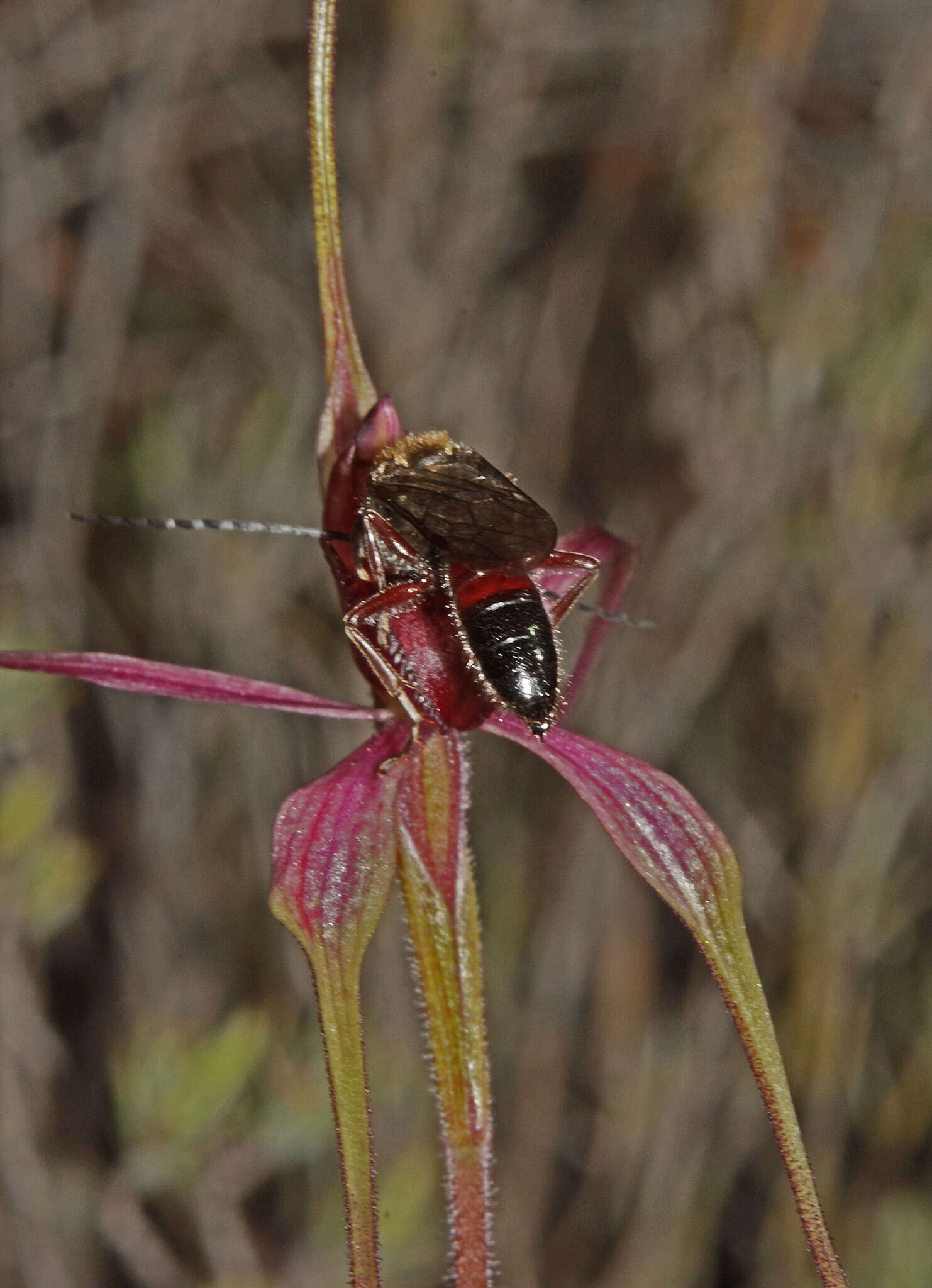 Caladenia formosa G. W. Carr的圖片