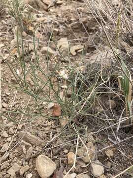 Imagem de Astragalus convallarius Greene