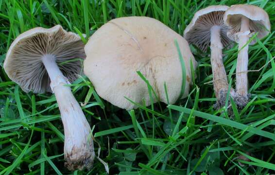 Image of Cyclocybe erebia (Fr.) Vizzini & Matheny 2014