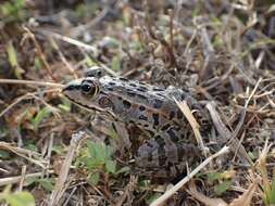 Image de Pelophylax porosus (Cope 1868)