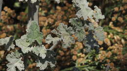 Image of desert globemallow