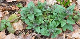 Image of hairy pagoda-plant