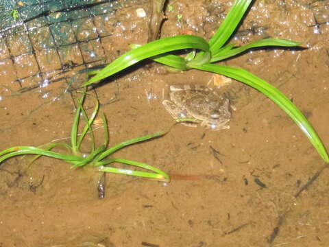 Image of Panama Cross-banded Treefrog