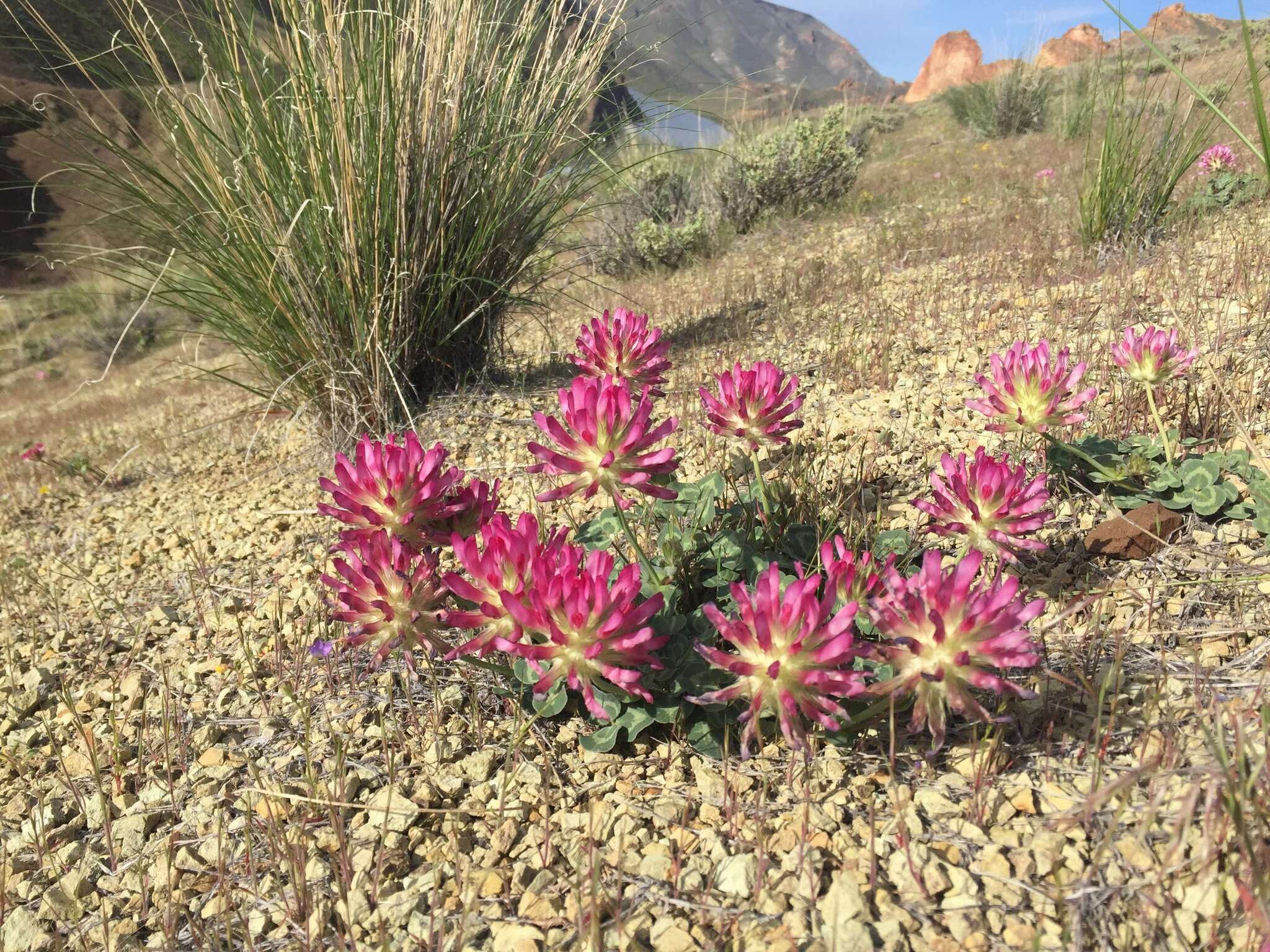 Image of Owyhee clover