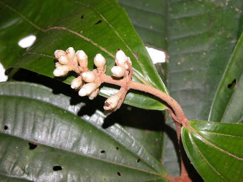 Image of Miconia simplex Triana