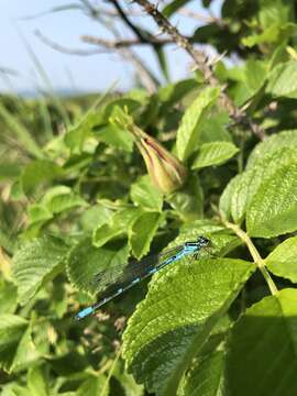 Image of Coenagrion lanceolatum (Selys ex Selys & McLachlan 1872)