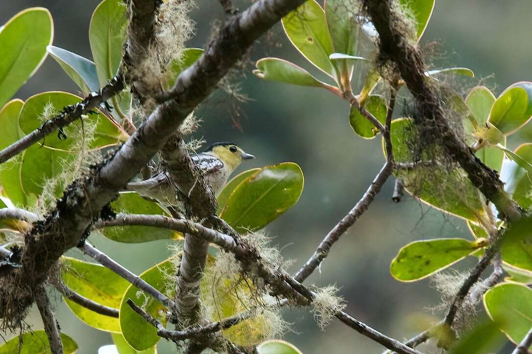 Image of Barred Becard