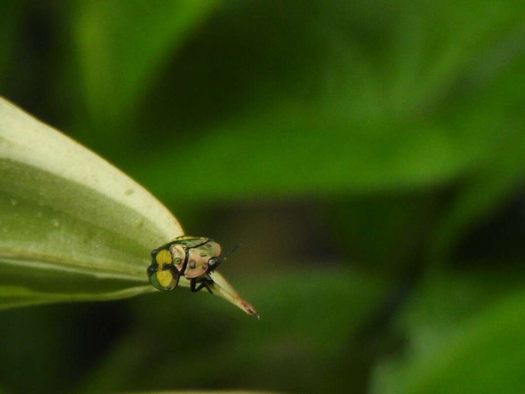 Plancia ëd Stolas discoides (Linnaeus 1758)