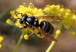 Image of Vespula consobrina (de Saussure 1854)