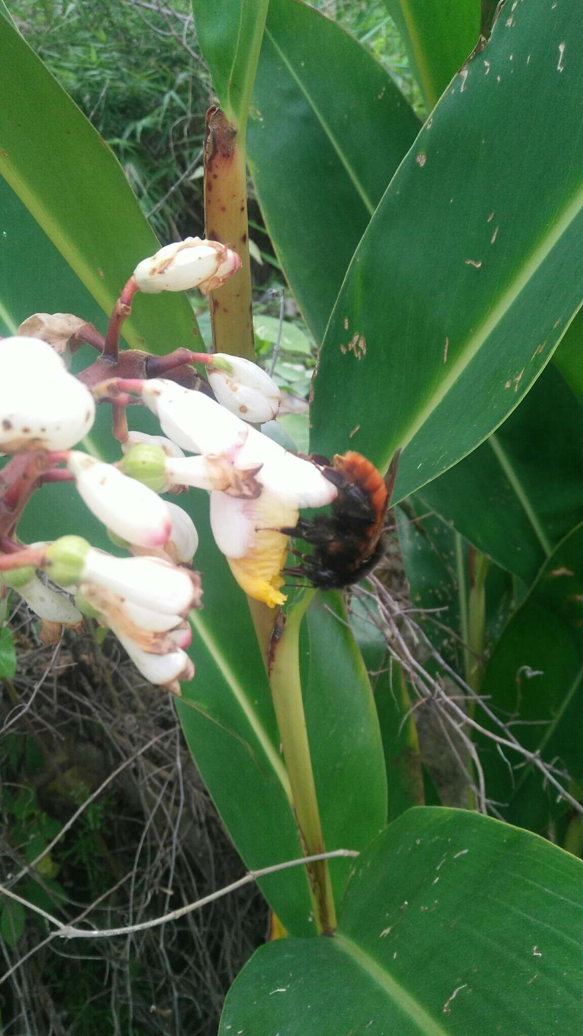 Image of Bombus bicoloratus Smith 1879