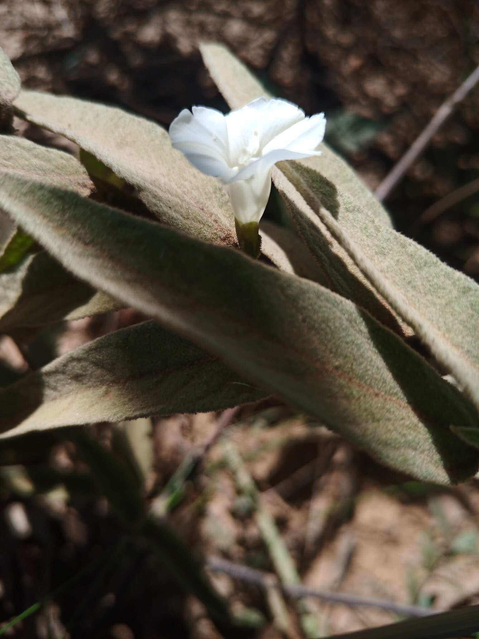 Image of Distimake tomentosus (Choisy) Petrongari & Sim.-Bianch.