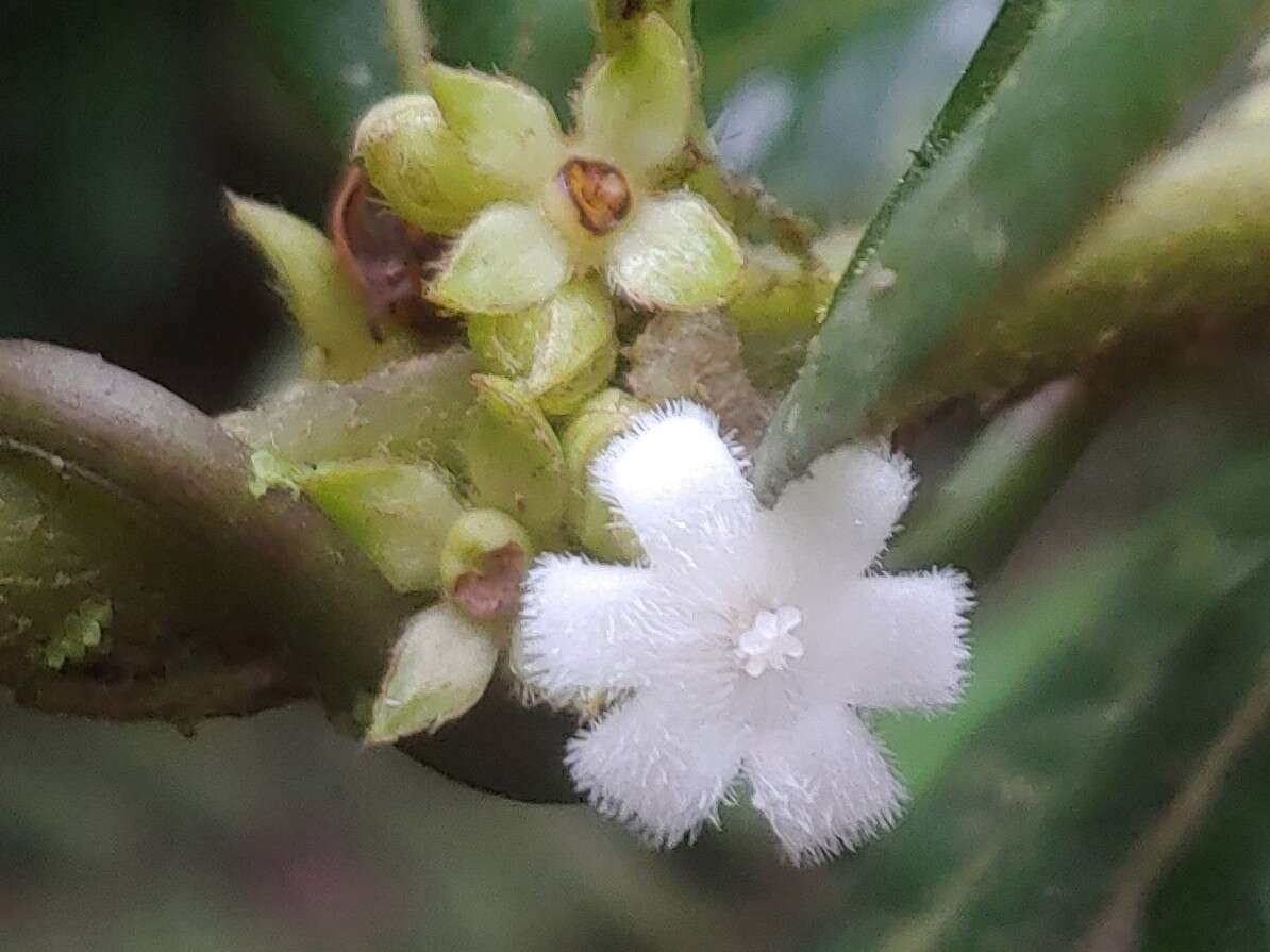 Lasianthus lanceolatus (Griseb.) Urb. resmi