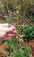 Imagem de Oenothera hispida (Benth.) W. L. Wagner, Hoch & Zarucchi