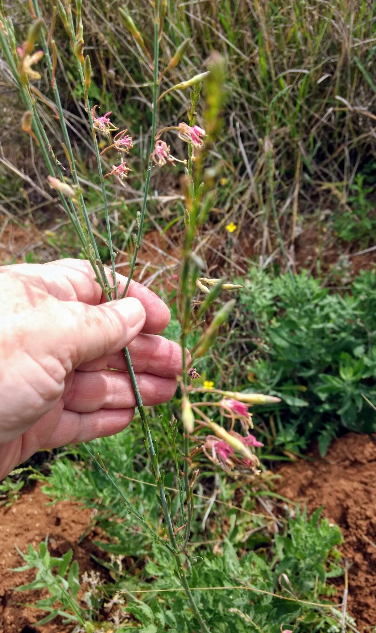 Oenothera hispida (Benth.) W. L. Wagner, Hoch & Zarucchi resmi