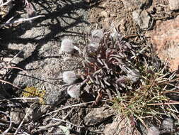 Image de Erigeron bloomeri A. Gray