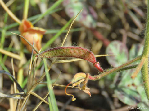 Chamaecrista hispidula (Vahl) H. S. Irwin & Barneby resmi