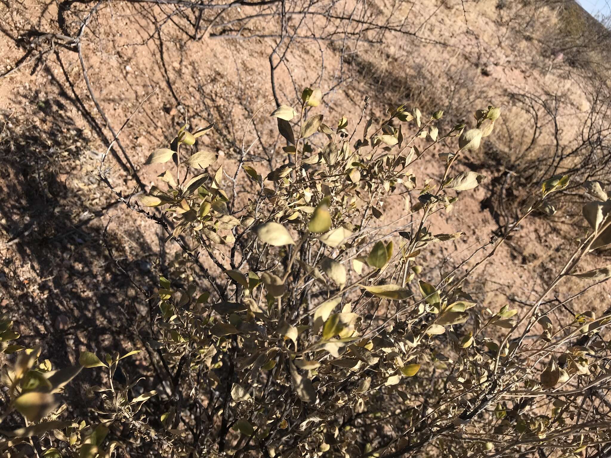 Image of American tarwort