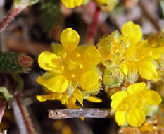 Plancia ëd Ivesia lycopodioides var. scandularis (Rydb.) Ertter & Reveal