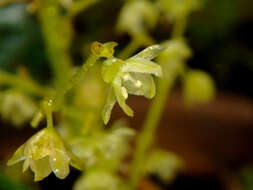 Image of Lomandra micrantha (Endl.) Ewart