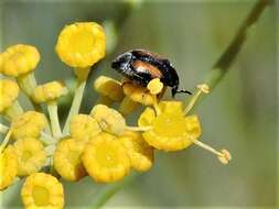 Image of Leaf beetle