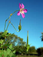 Image of marsh cranesbill