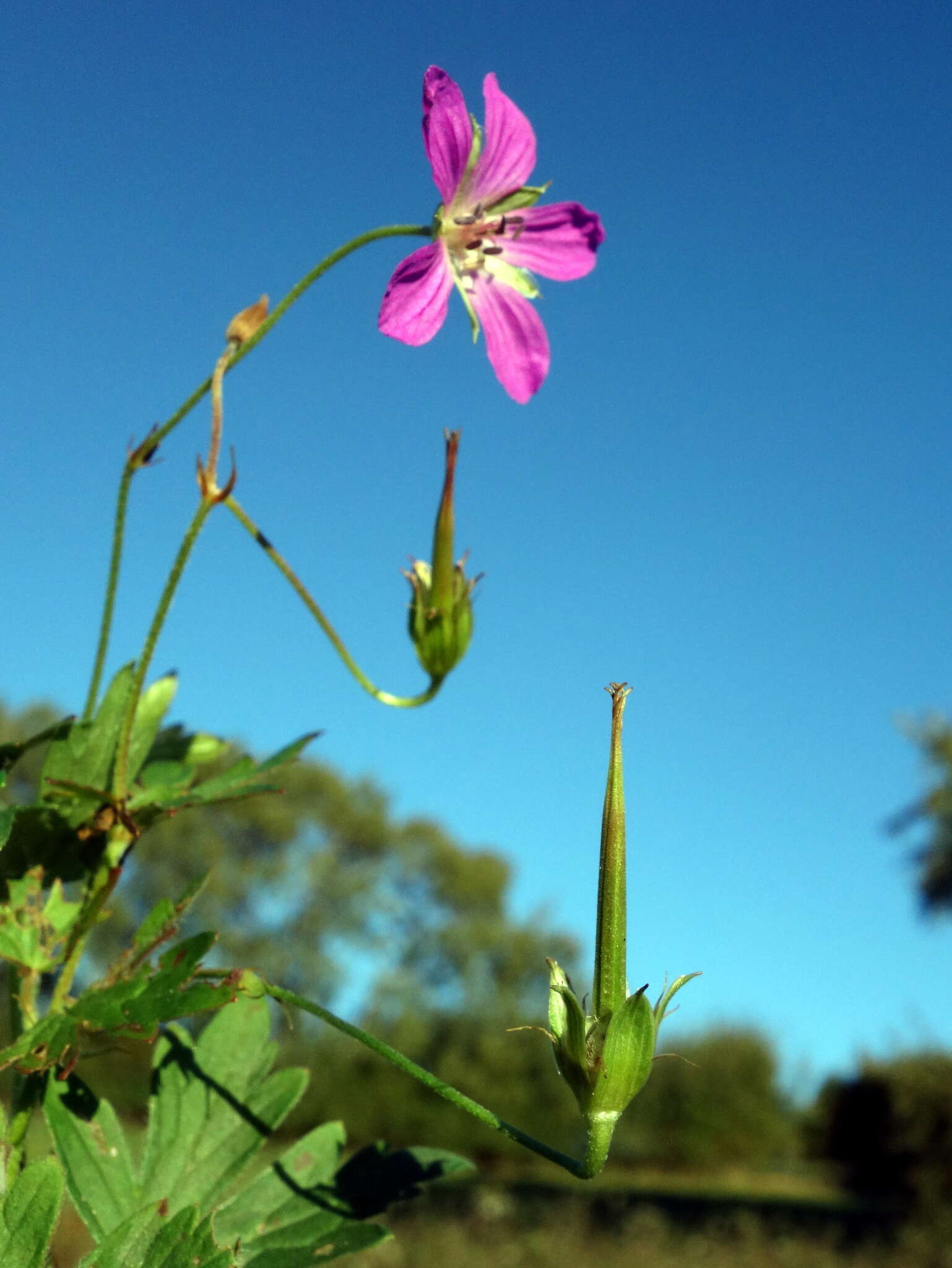 Image of marsh cranesbill