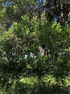 Image of krugiodendron