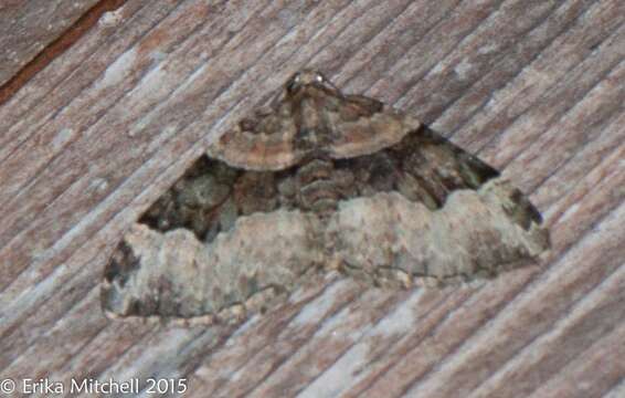 Image of Toothed Brown Carpet