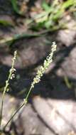 صورة Persicaria setacea (Baldw. ex Ell.) Small