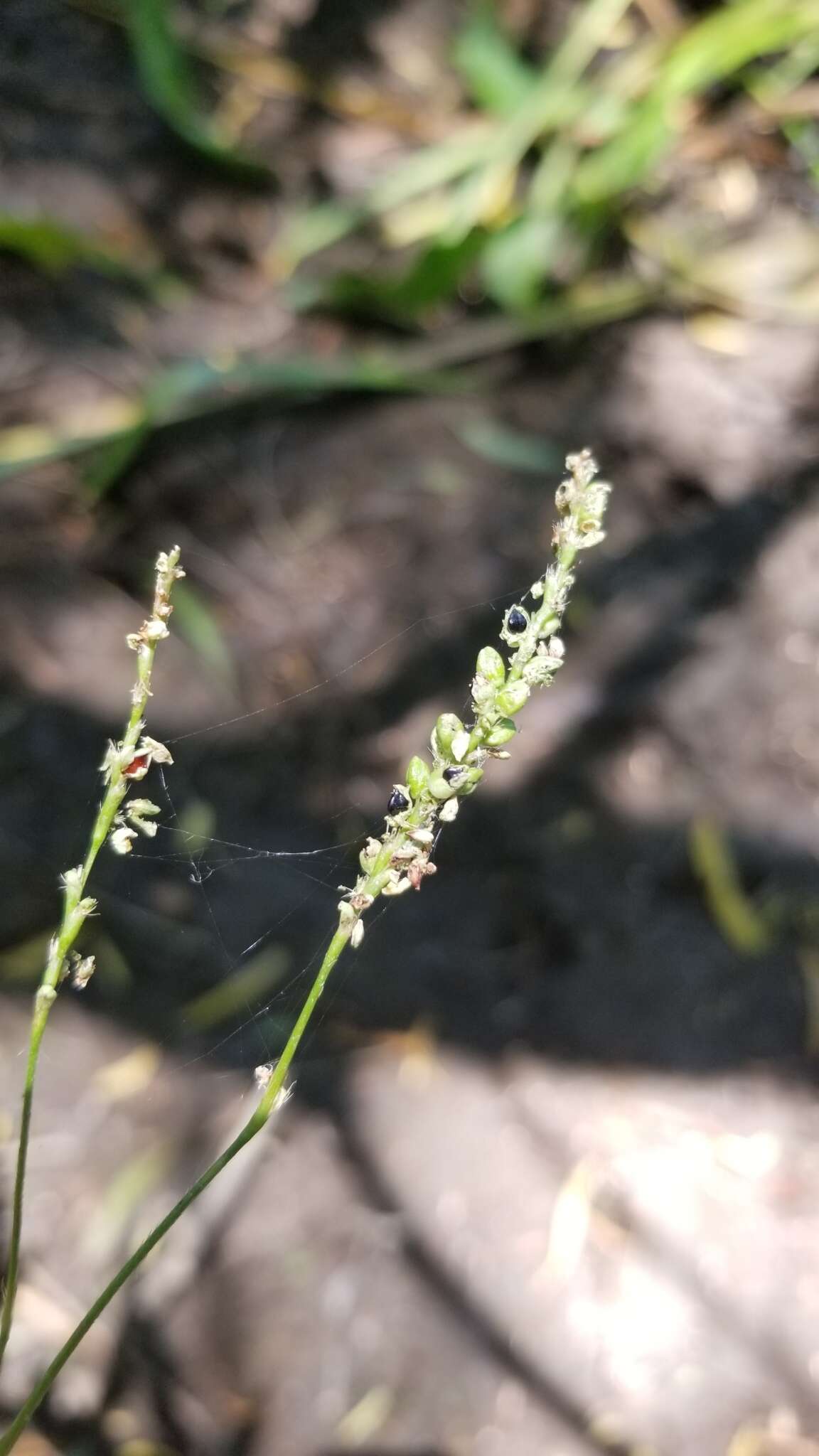 Image of Bog Smartweed