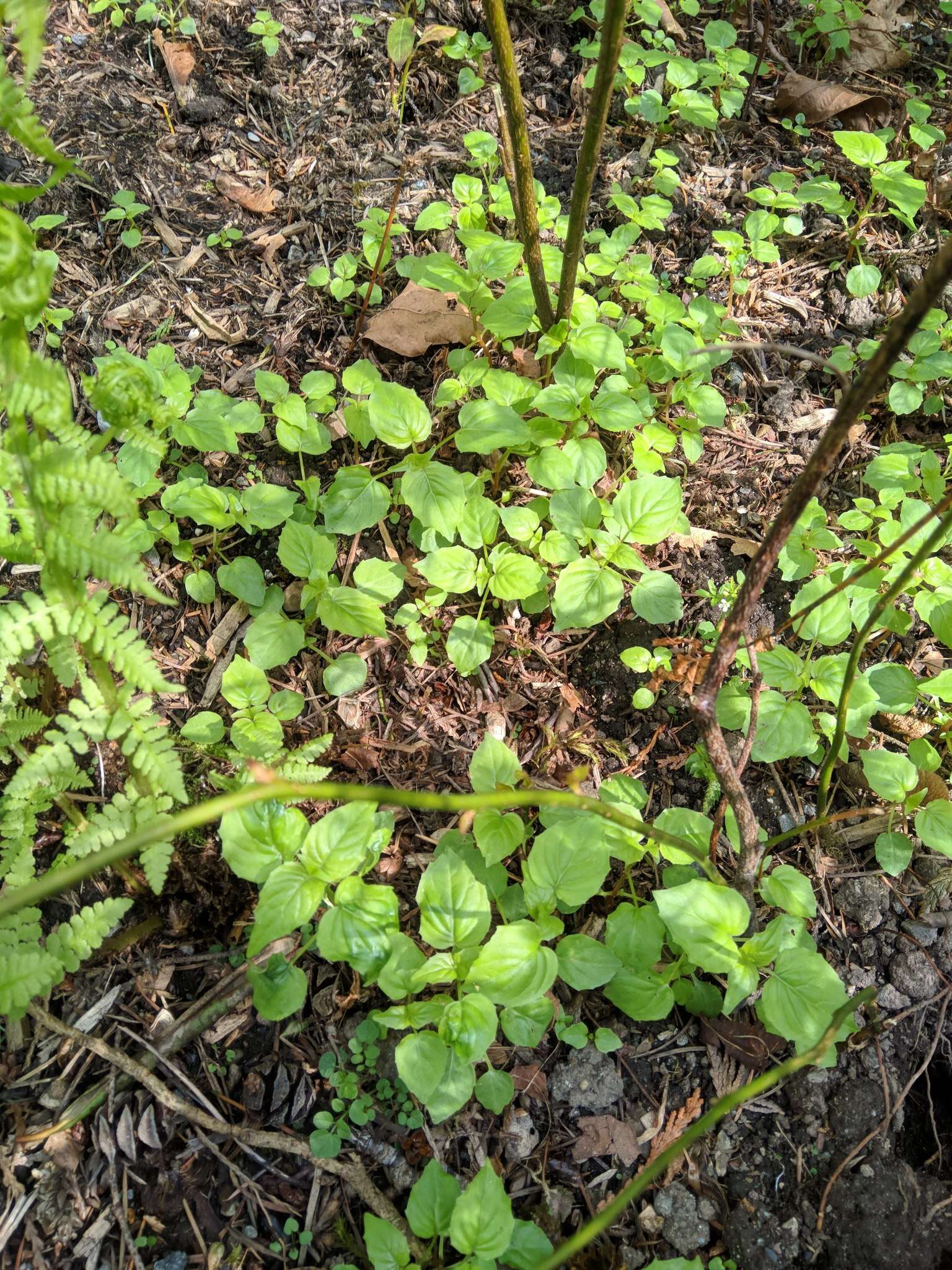 Image of small enchanter's nightshade