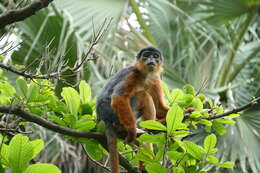 Image of Piliocolobus badius temminckii (Kuhl 1820)