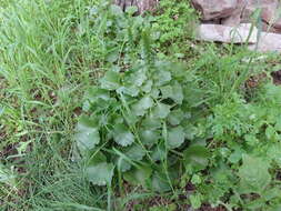 Image of Umbilicus rupestris (Salisb.) Dandy