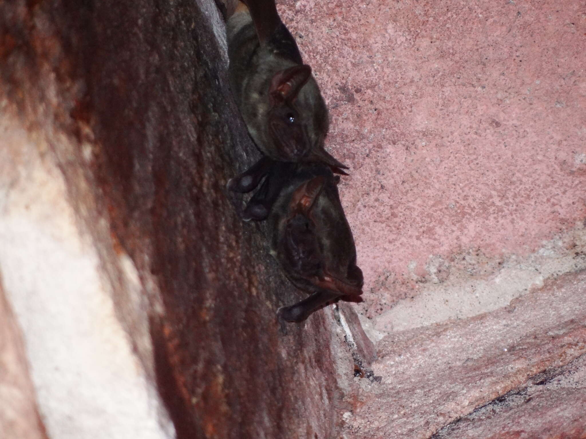 Image of Naked-rumped Tomb Bat