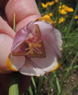 Tigridia meleagris (Lindl.) G. Nicholson的圖片