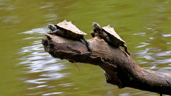 Image of Ringed Map Turtle