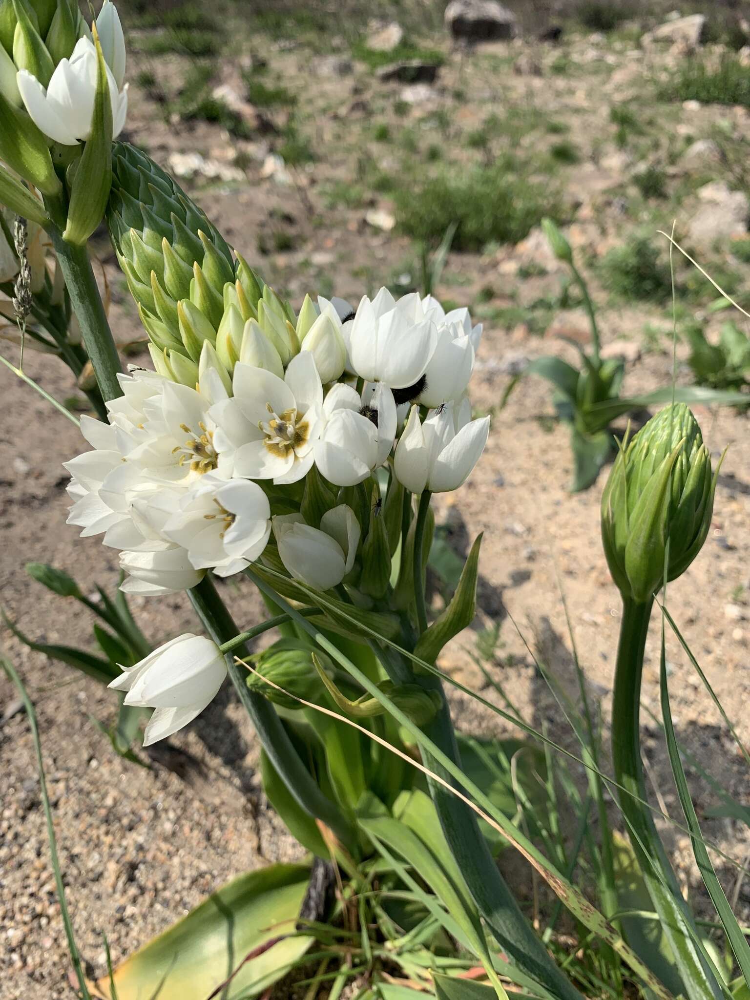 Слика од Ornithogalum thyrsoides Jacq.