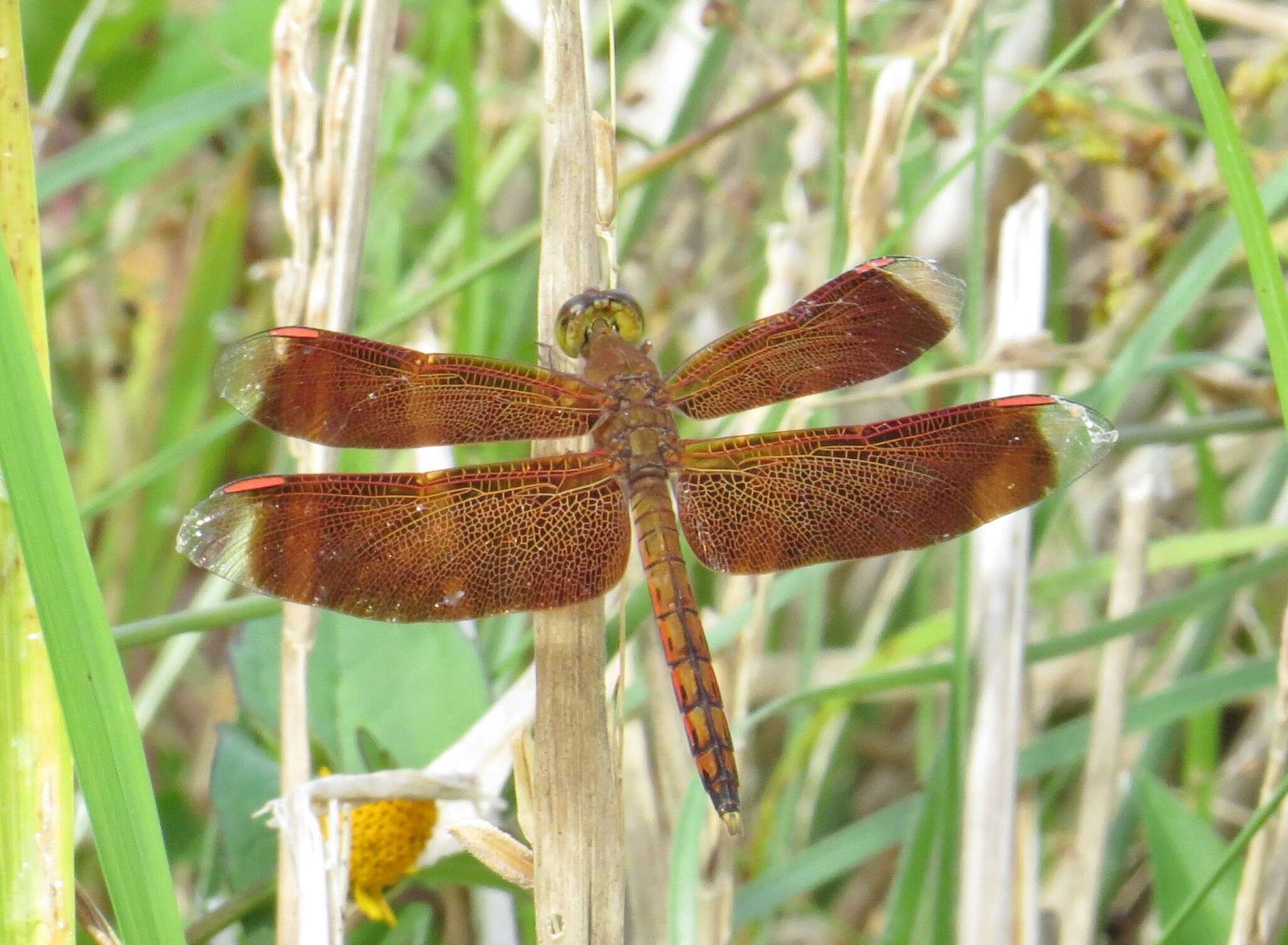 Image of Neurothemis terminata Ris 1911