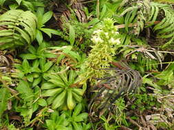 Sivun Lobelia stricta Sw. kuva