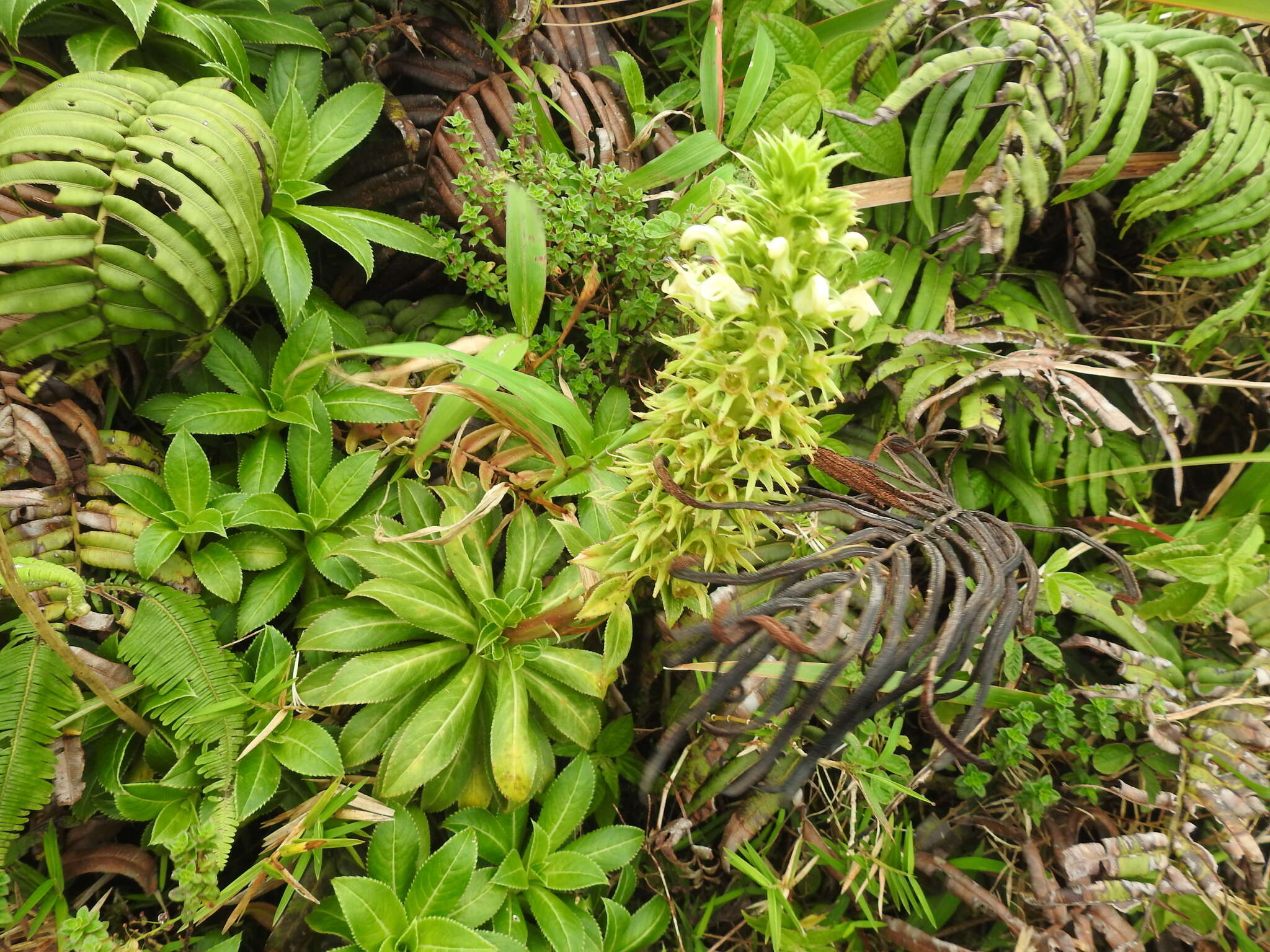 Sivun Lobelia stricta Sw. kuva