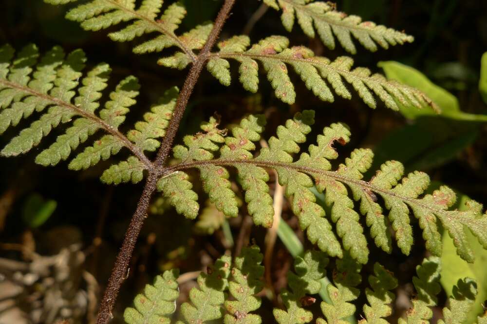 Image of Lastreopsis velutina (A. Rich.) Tindale