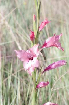 Gladiolus oppositiflorus Herb. resmi