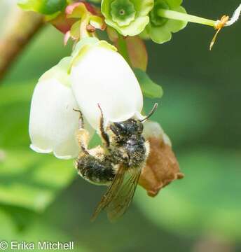 Image of Andrena carolina Viereck 1909