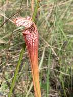 Image of pitcherplant