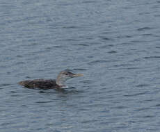 Image of White-billed Diver