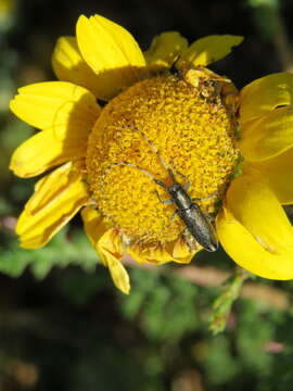 Image of Agapanthia suturalis (Fabricius 1787)