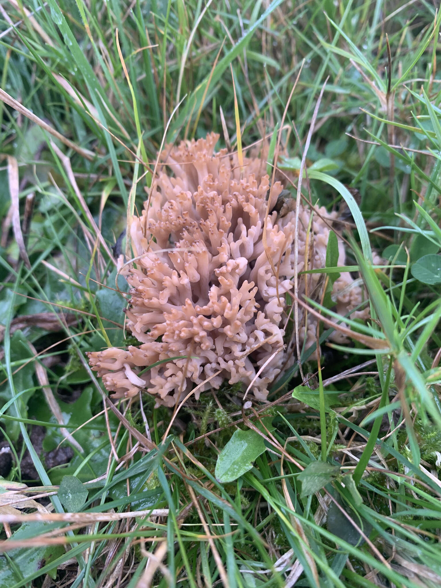 Image of Clavulinopsis umbrinella (Sacc.) Corner 1950